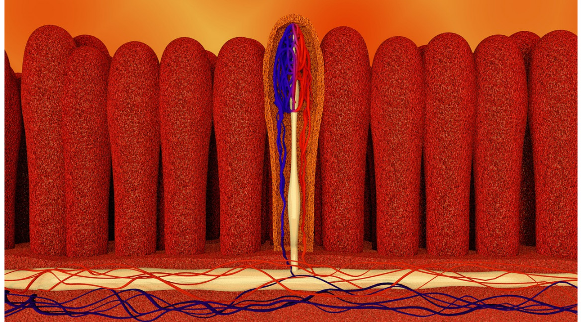 La barrière intestinale, clef de voûte d’une bonne santé.